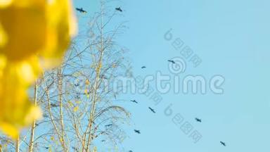 蓝天上的一群乌鸦.. 黄叶桦树枝背景上的飞鸟
